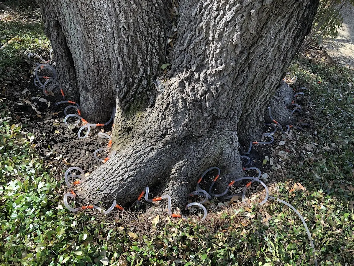 Detailed Tree Cabling and Bracing job site in Mauston